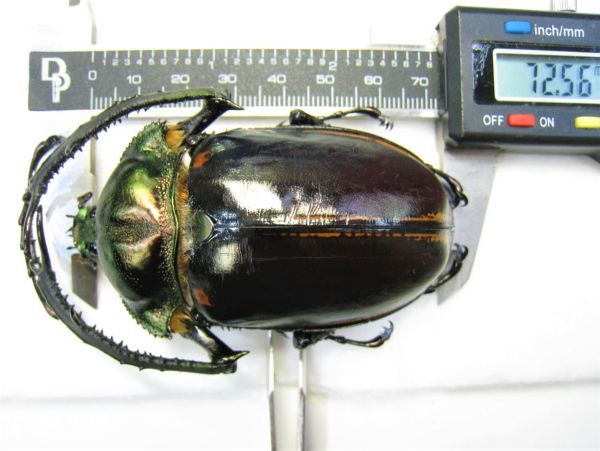 ヤンソニーテナガコガネ - Cheirotonus 標本特大 Yahoo!オークション