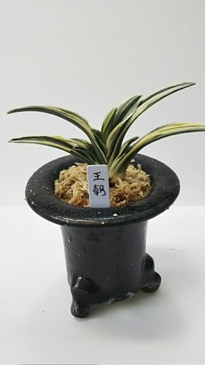 万年青 オモト 王朝 - Yahoo!オークション 小さい葉 (おうちょう) 羅紗