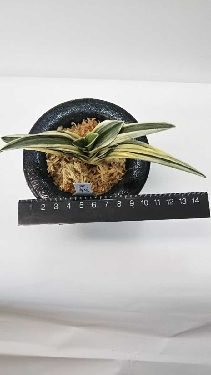 万年青 オモト 王朝 Ocho – - Yahoo!オークション (おうちょう) 輸入