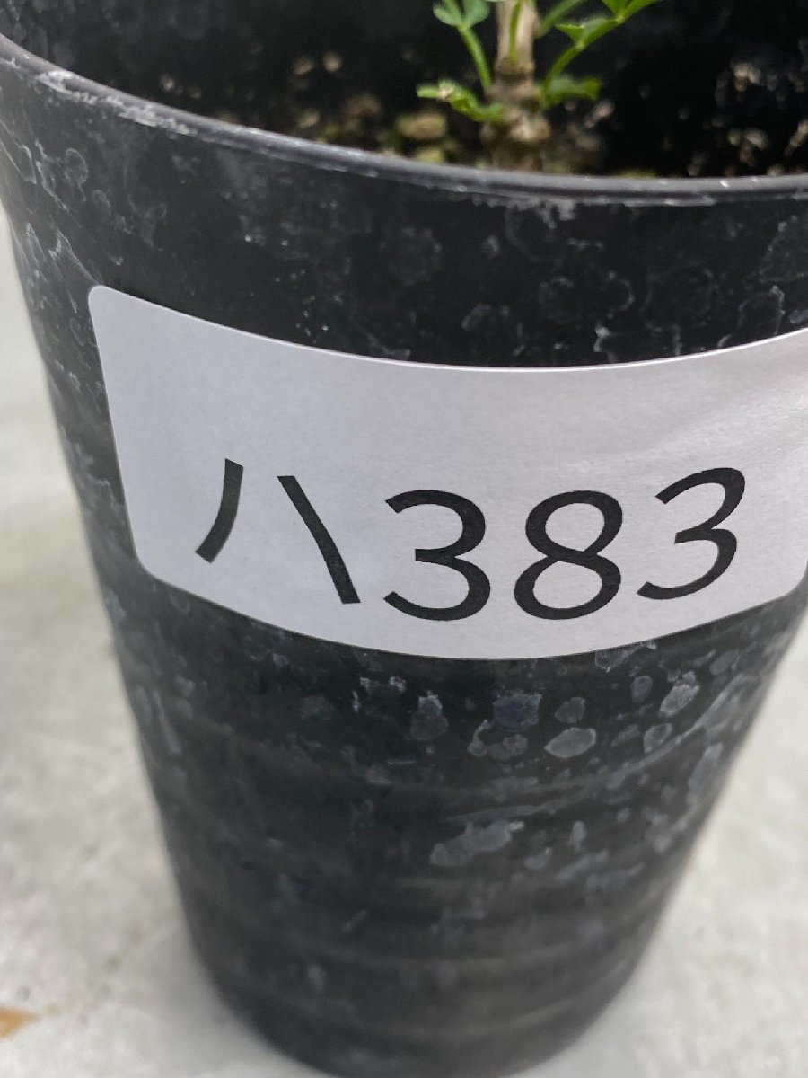 ハ383 「実生株」オペルクリカリア パキプス 2年株【種から発芽！・発