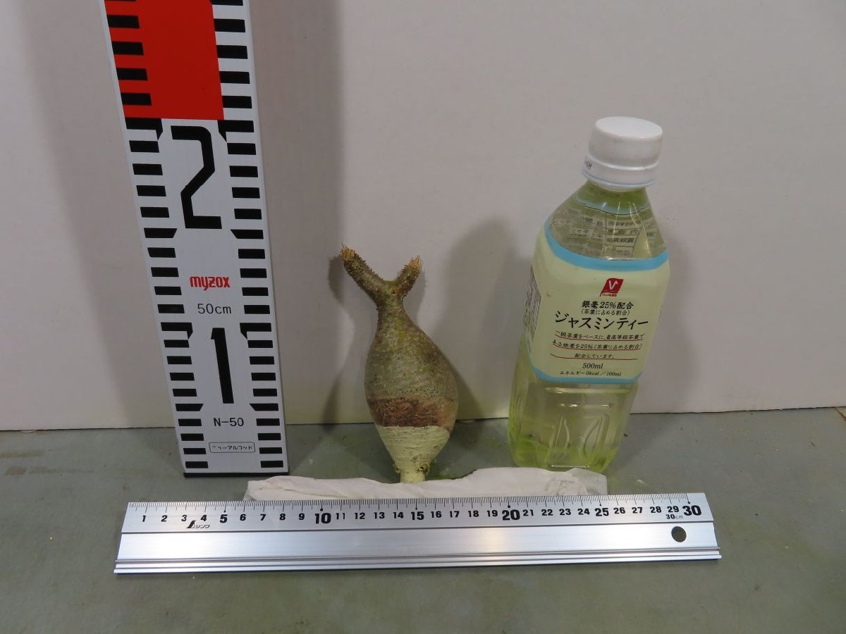ヒ4033 「現地株」パキポディウム グラキリス S 抜き苗【/最新到着