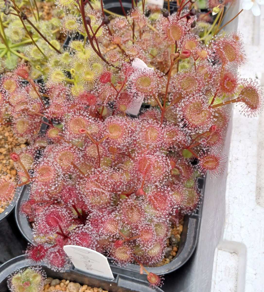 格安，大得価 食虫植物D. rupicolaの球根15球(その他)｜売買されたオークション情報、yahooの商品情報をアーカイブ公開 - オークファン その他