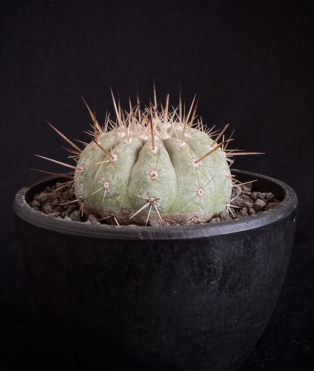 コピアポア Copiapoa cinerea 黒王丸 現地球カキコ 発根済 copiapoa