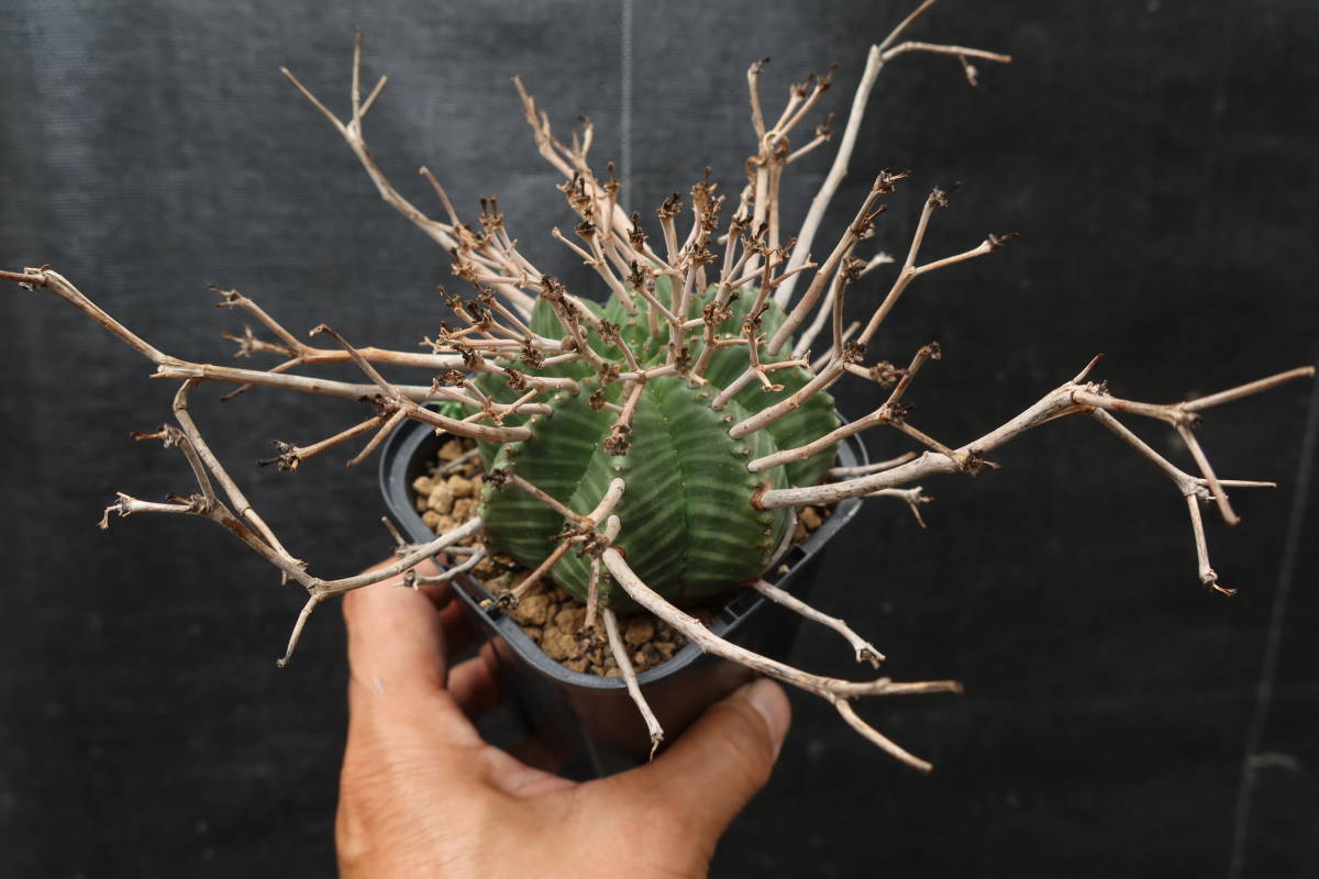 N□ ユーフォルビア・スーパーバリダ 特長□ Euphorbia valida □古株 