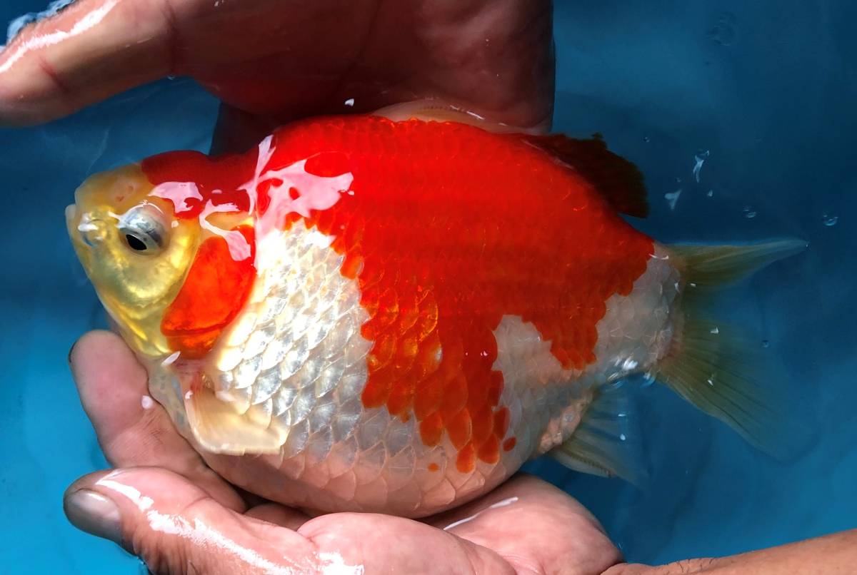 Yahoo!オークション - 当歳 (金魚) 玉サバ 越後玉サバ玉サバ普通鱗 