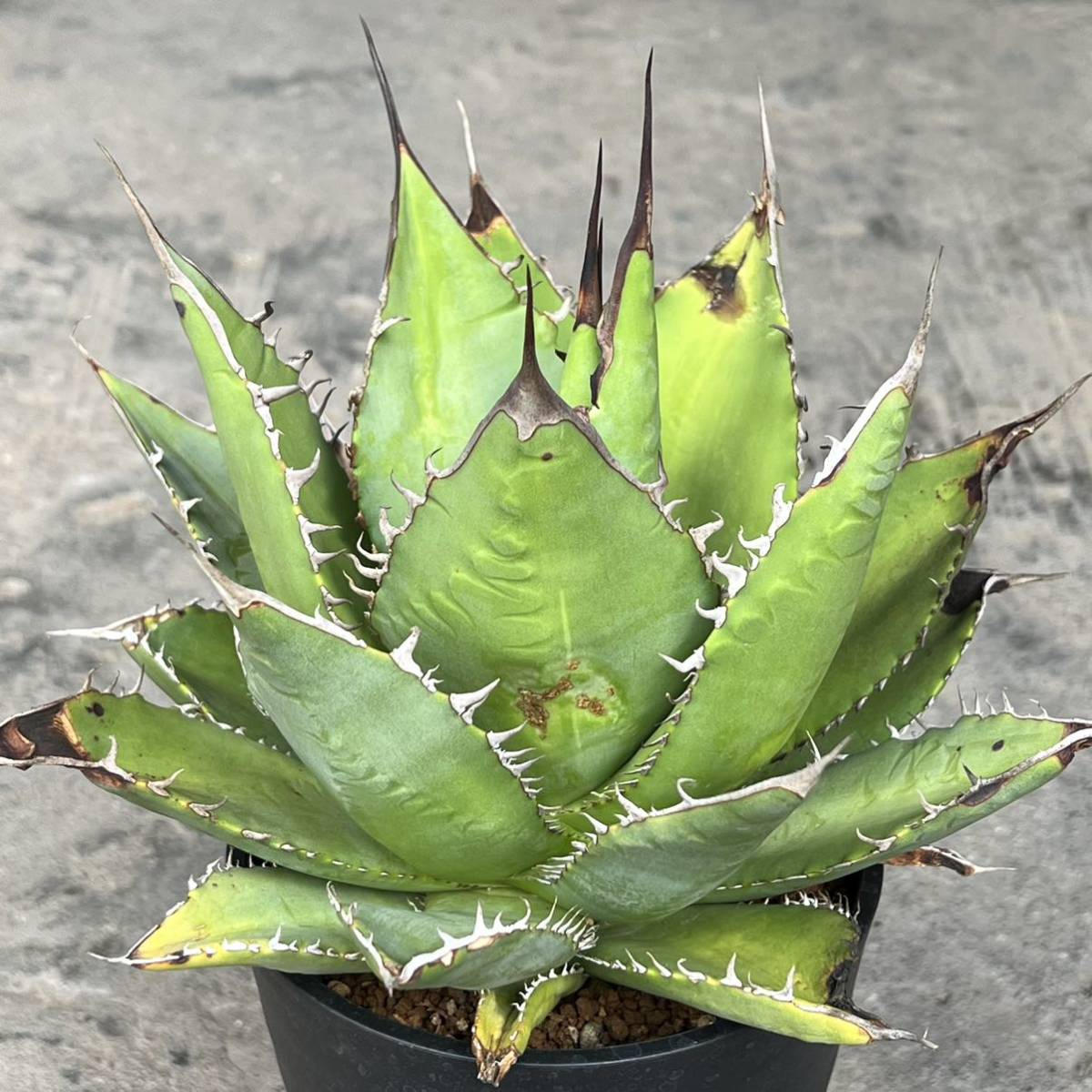 アガベ チタノタ 実生 Agave titanota seeding | TOINETTE.COM