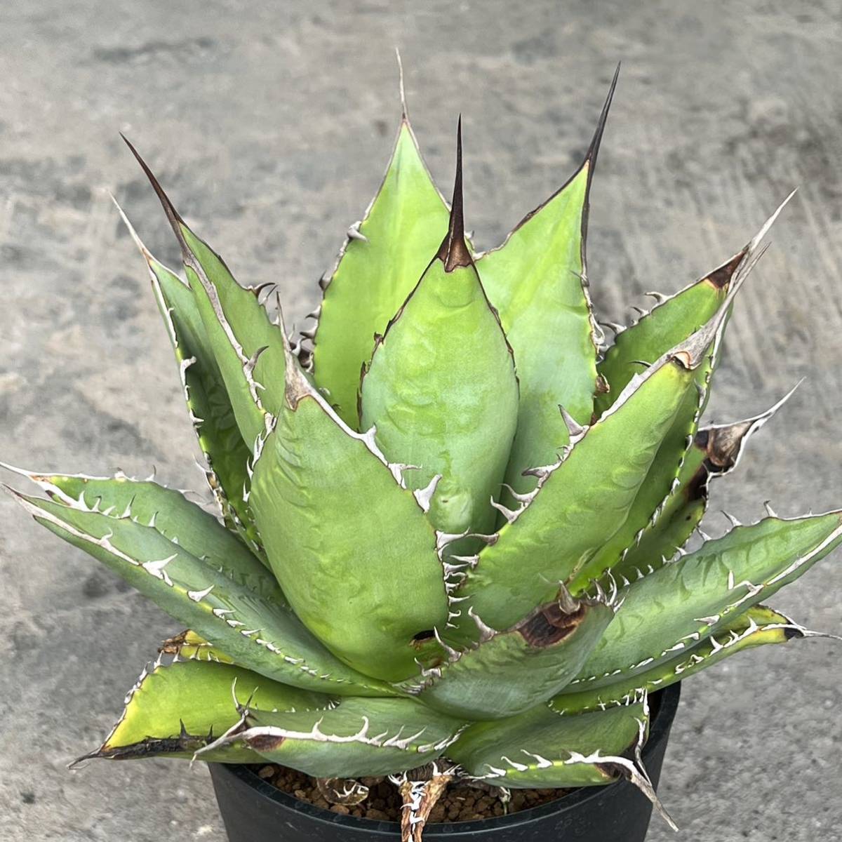 アガベ チタノタ 実生 Agave titanota seeding | TOINETTE.COM