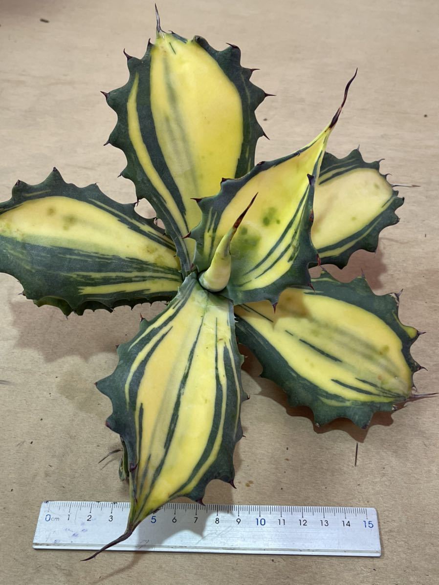 多肉植物アガベ フェロックス 錦極上大株(アガベ)｜売買された 
