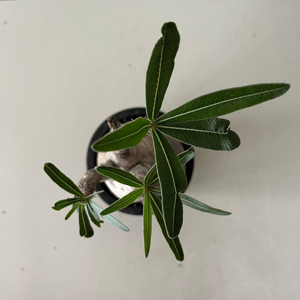発根済 グラキリス［ YG198 ］マダガスカル 現地株 / 塊根植物