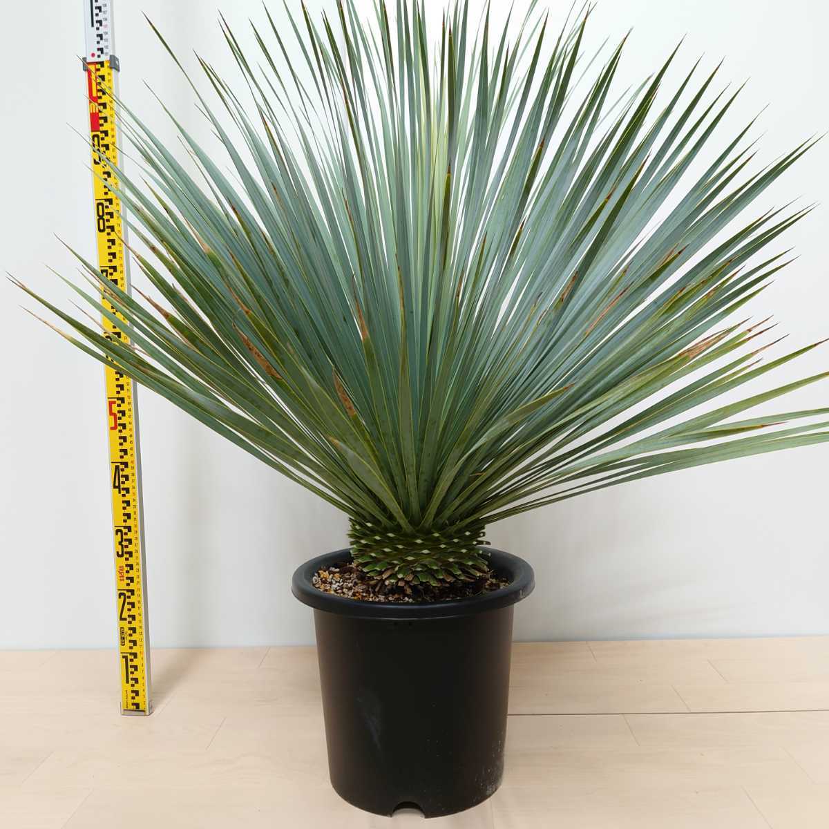 ◇ユッカロストラータ Yucca rostrata◇ ドライガーデン ロック 