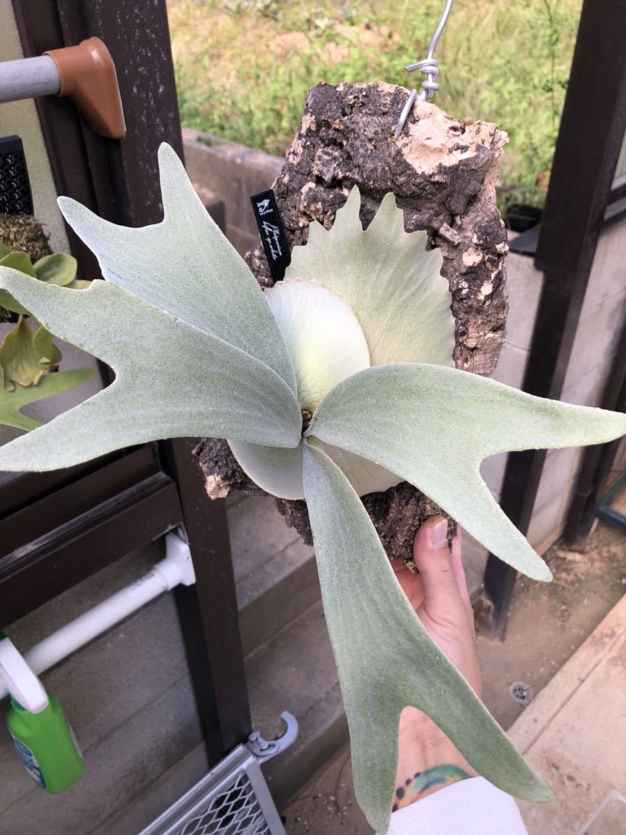 P.bifur sp white ビカクシダ 観葉植物 花、園芸 【公式通販】