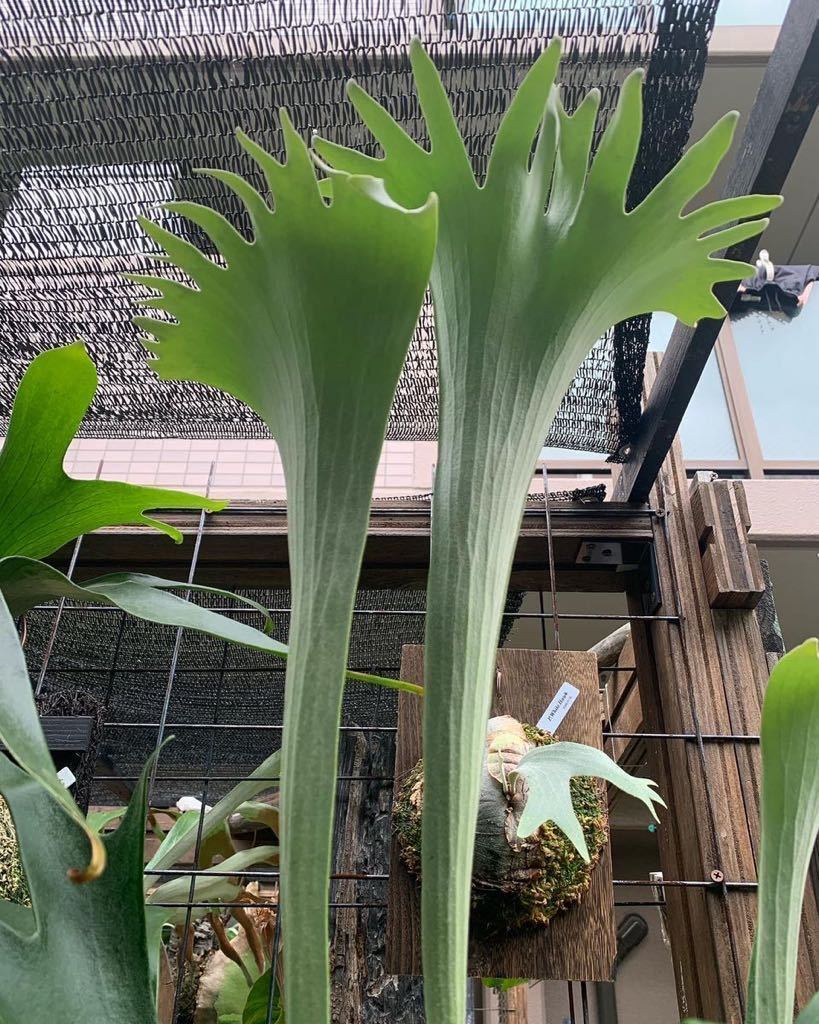 【tanuki.green.lab】ビカクシダ ビフルカツム マジュス P.Majus 