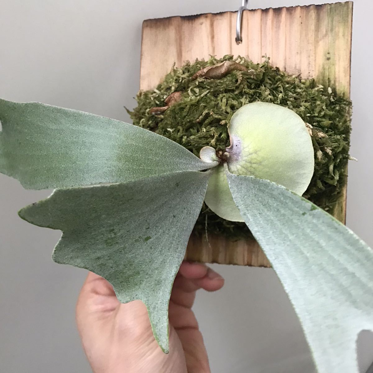 P.bifur sp.white 白ビフ ビカクシダ 現品•親株]ビカクシダ 【公式通販】