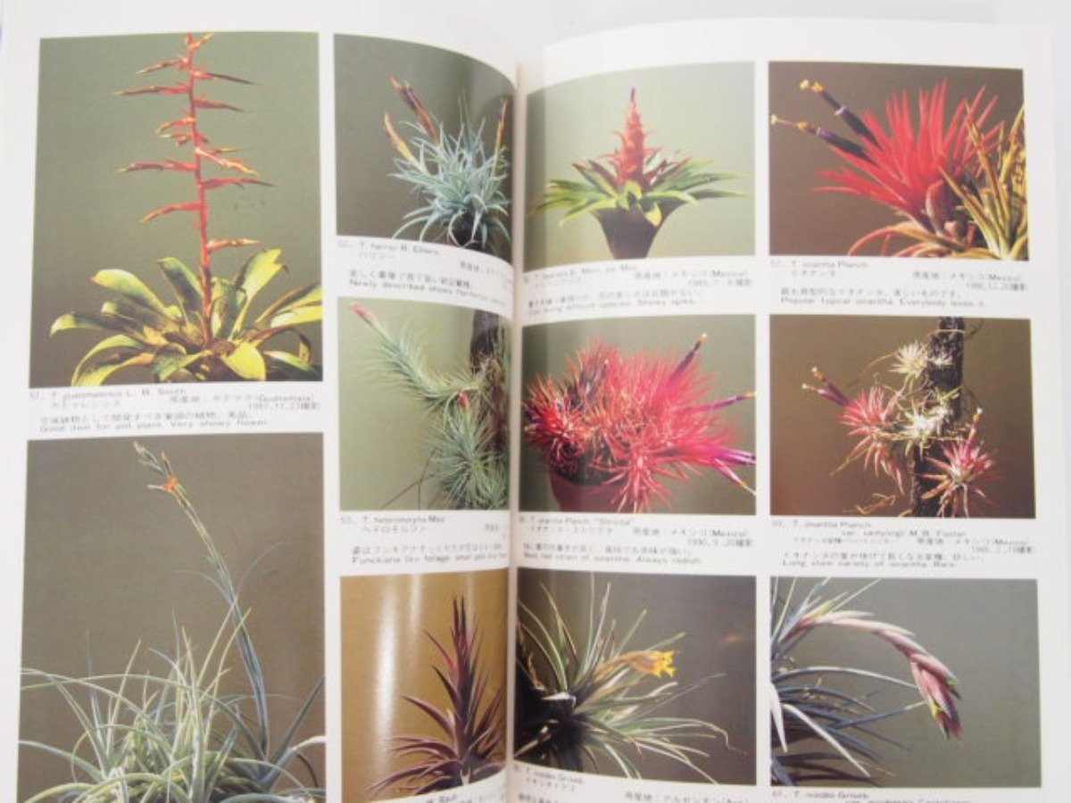 New Tillandsia Handbook チランジア ハンドブック 改訂版 New