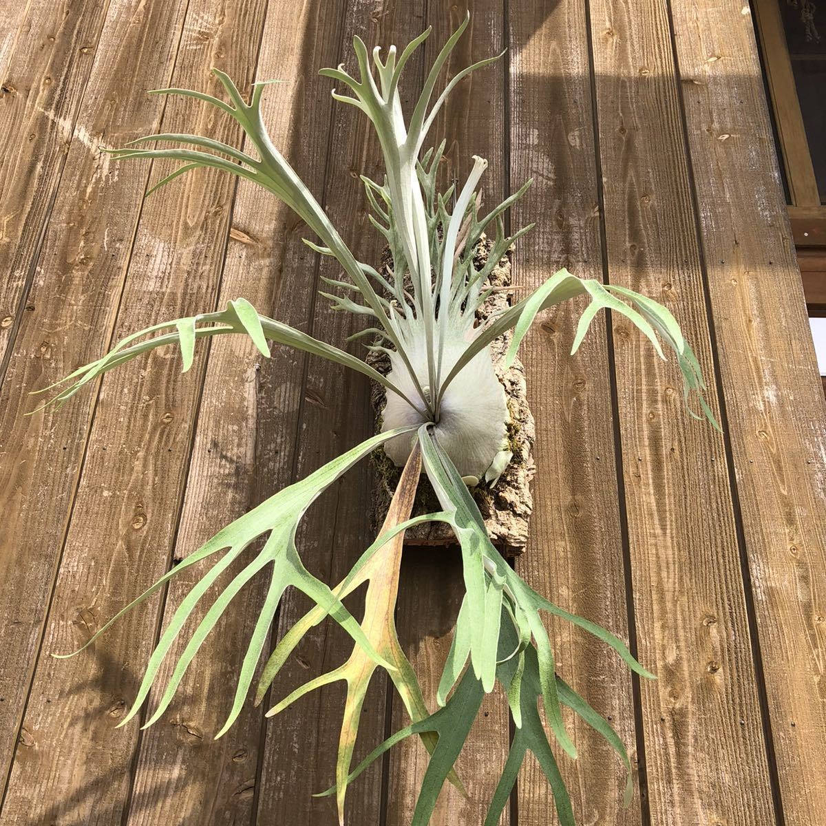 現品】ビカクシダ ビーチワイルド 子株つき Platycerium veitchii wild