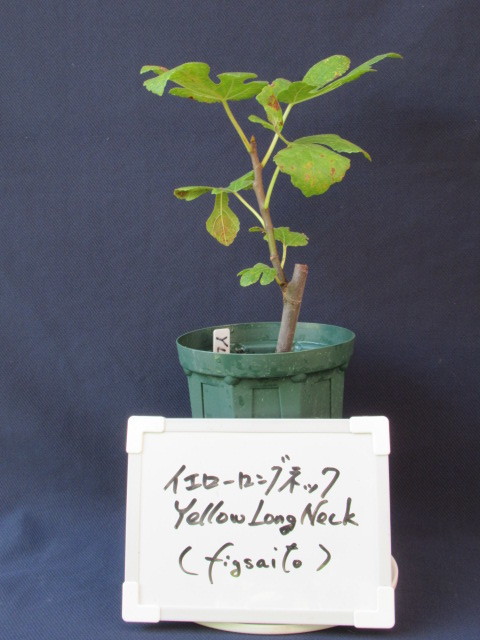 イチジクの苗木 イエローロングネック ( Yellow Long Neck ) S-2