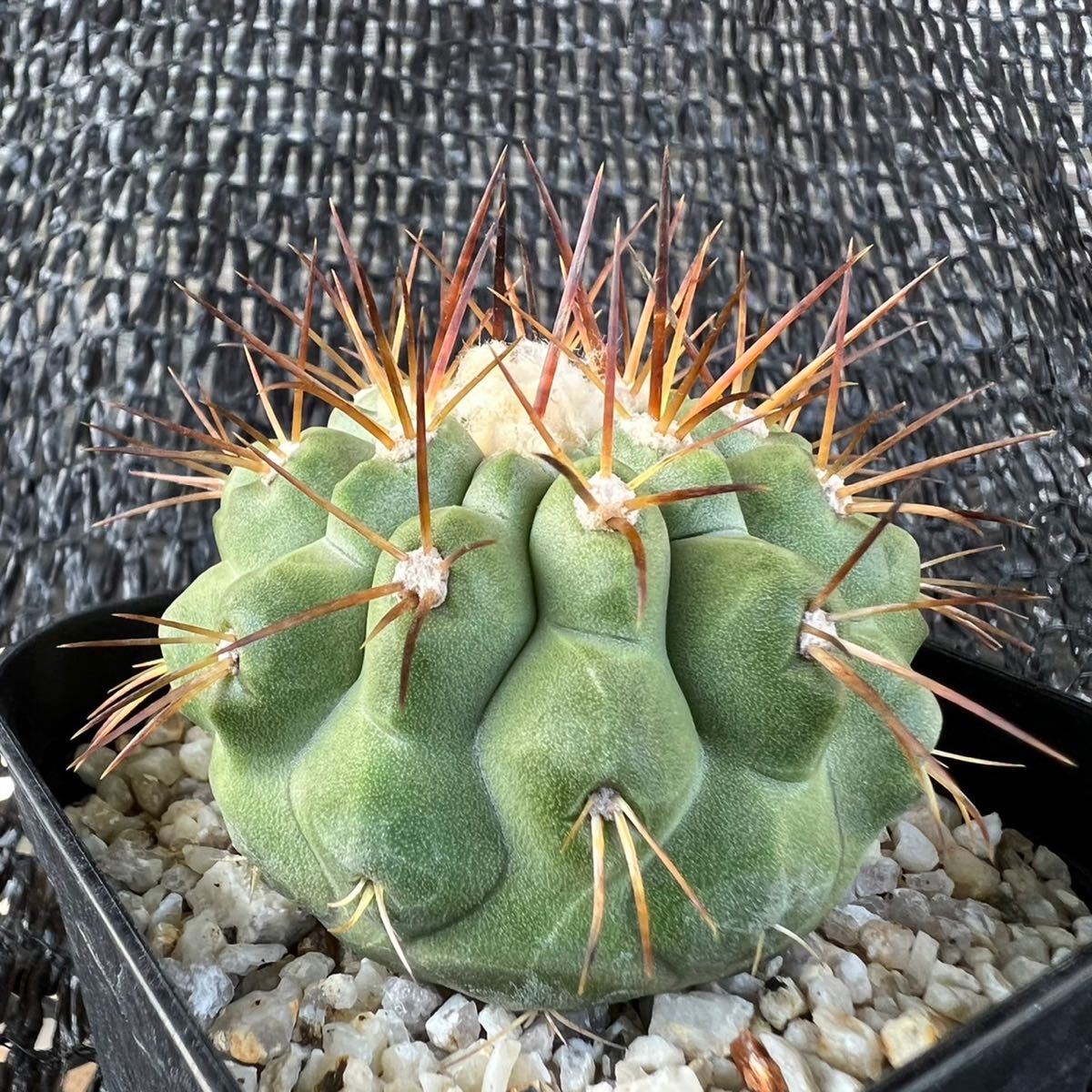 コピアポアギガンティア 実生 Copiapoa gigantea(サボテン)｜売買され  