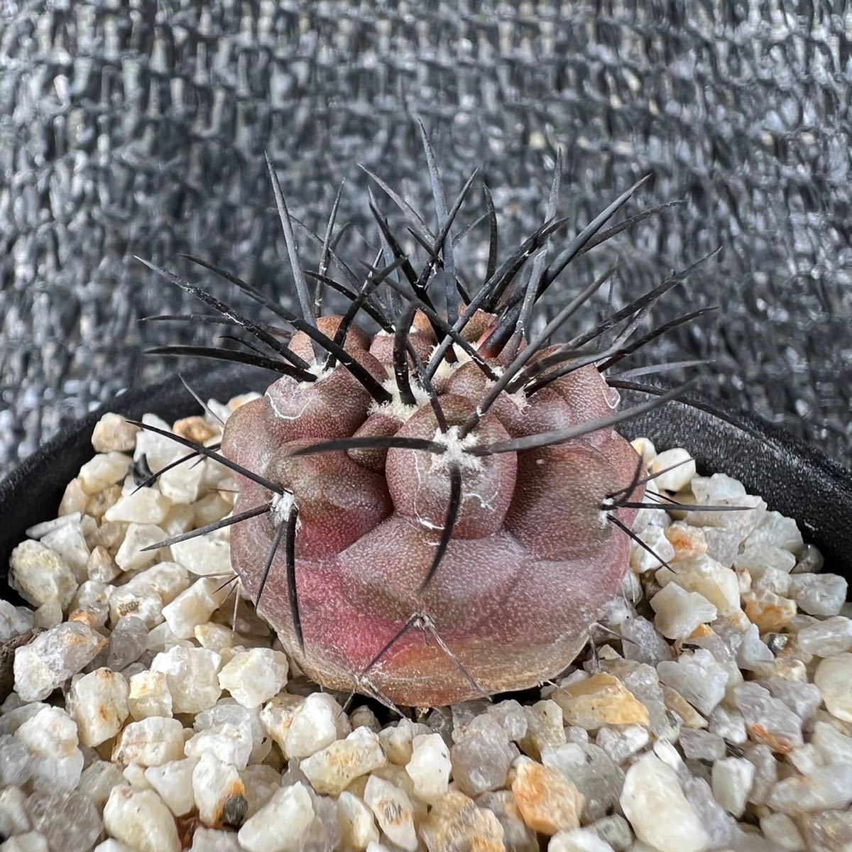 Copiapoa griseoviolacea グリセオビオラセア　　黒王丸 Copiapoa sp錦 実生 グリセオビオラセラ×黒王丸 copiapoa