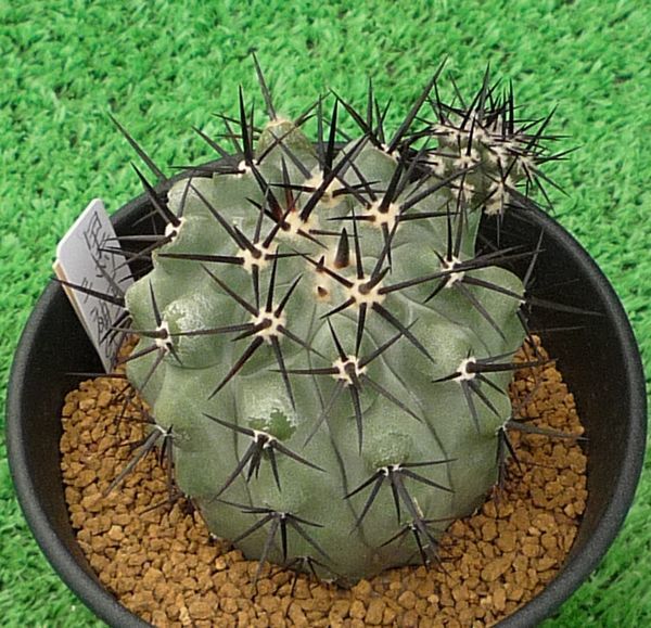 サボテン、多肉植物 黒王丸台付き-13 サボテン コピアポア・黒王丸