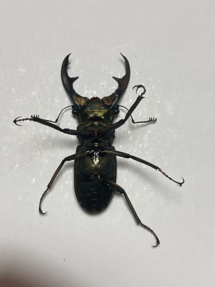 エラフスホソアカクワガタ （昆虫）（メス単品）エラフスホソアカ