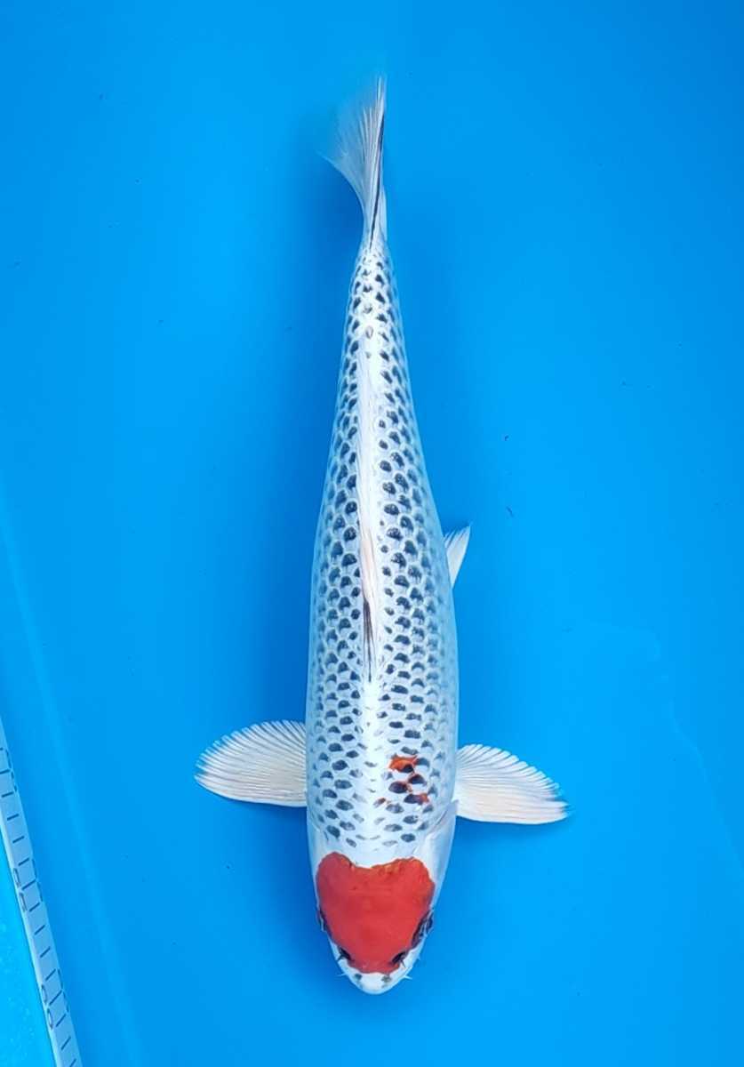 低価，お買い得 いいこい TK123 丹頂マニア 丹頂孔雀 42cm レア品 錦鯉 産地直送(錦鯉)｜売買されたオークション情報、yahooの商品情報をアーカイブ公開 - オークファン 錦鯉