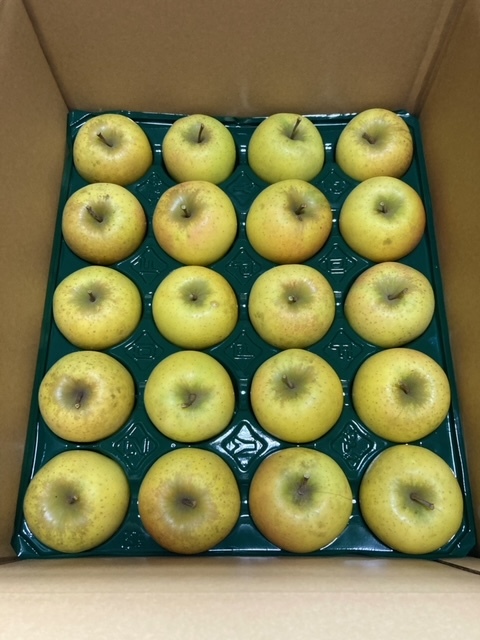 青森りんご もぎたて「シナノゴールド」1箱36個入り