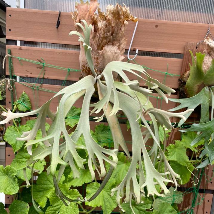 Platycerium Willinckii wild willinckii Indonesia ビカクシダ Wild P