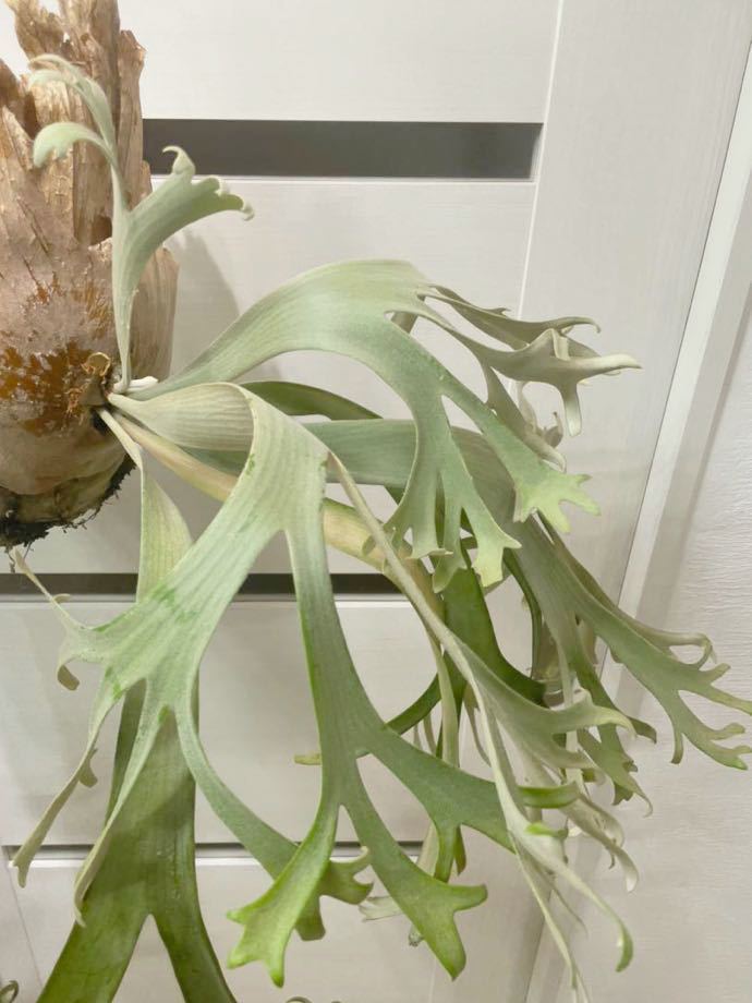 Platycerium Willinckii wild willinckii Indonesia ビカクシダ Wild P