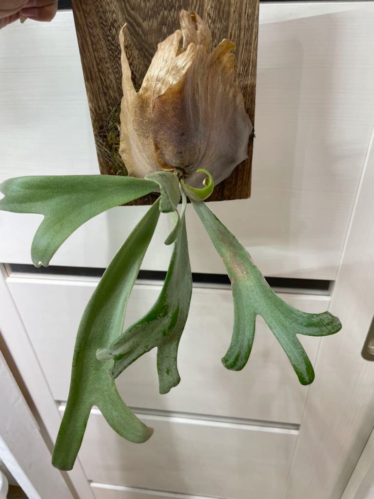 Platycerium Willinckii wild willinckii Indonesia ビカクシダ Wild P