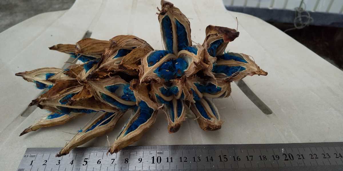 タビビトノキ ドライフラワー 旅人の木 扇芭蕉の実 特大 