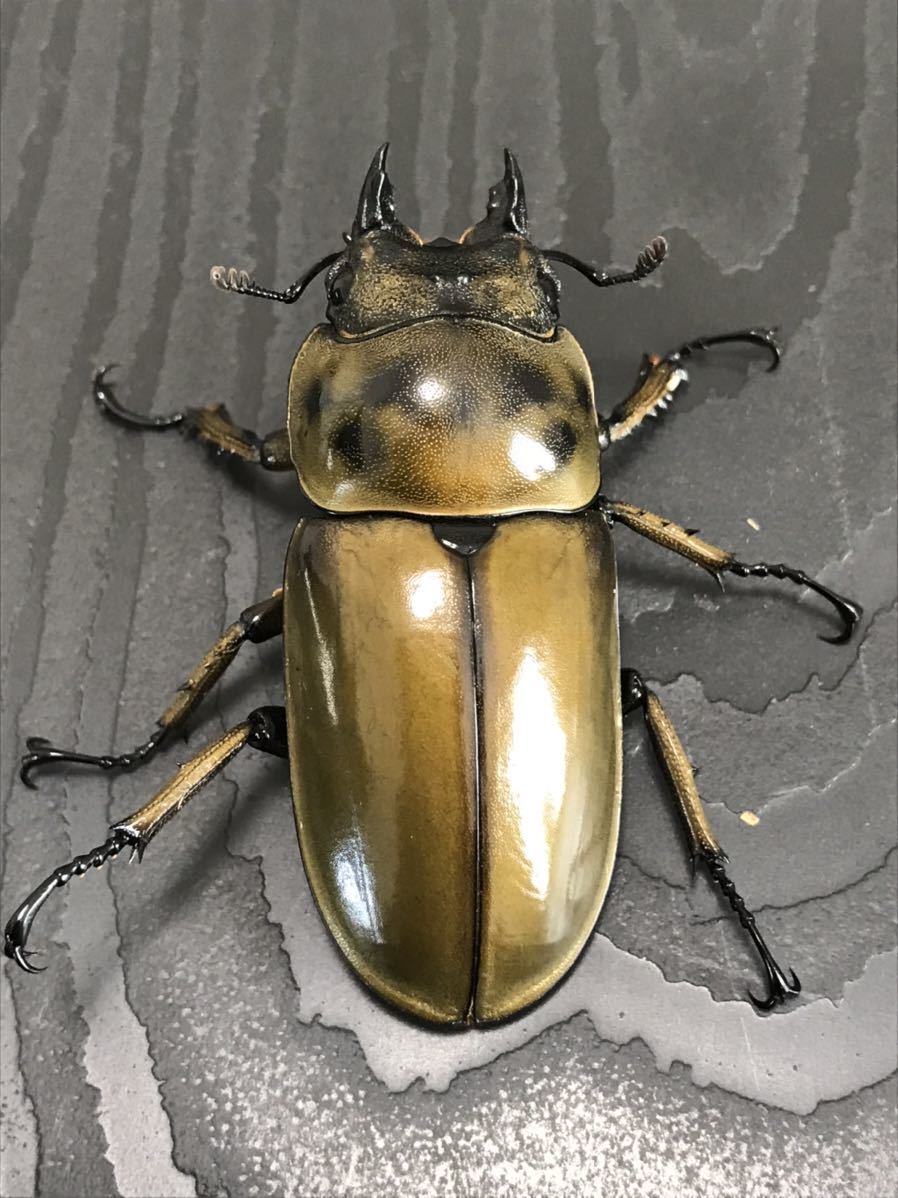 61×46 ババオウゴンオニクワガタ 新成虫ペア 未使用 オウゴンオニ