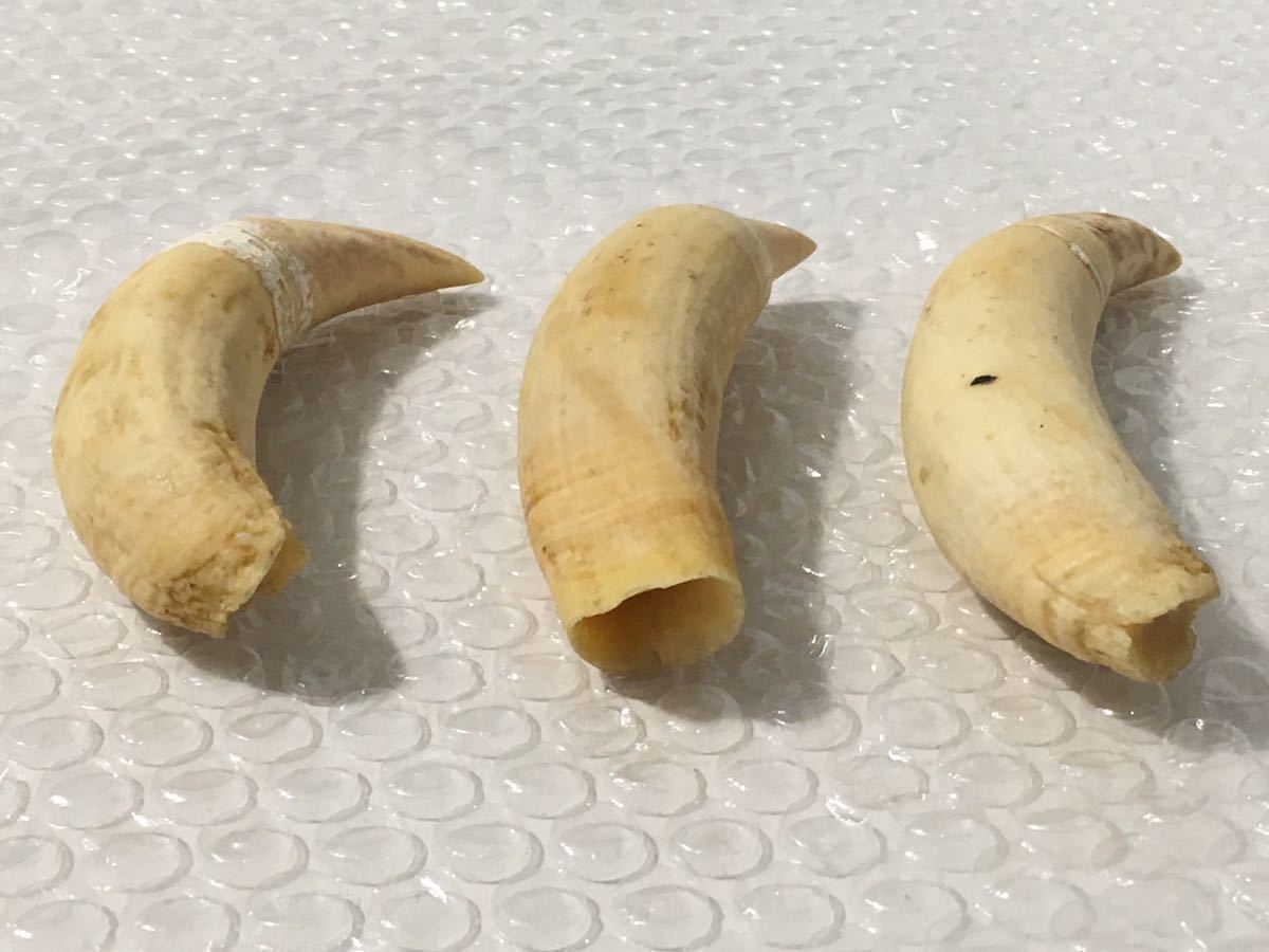 クジラ/牙/歯 3個合計 約215g 検索)マッコウクジラ 鯨 くじら キバ き