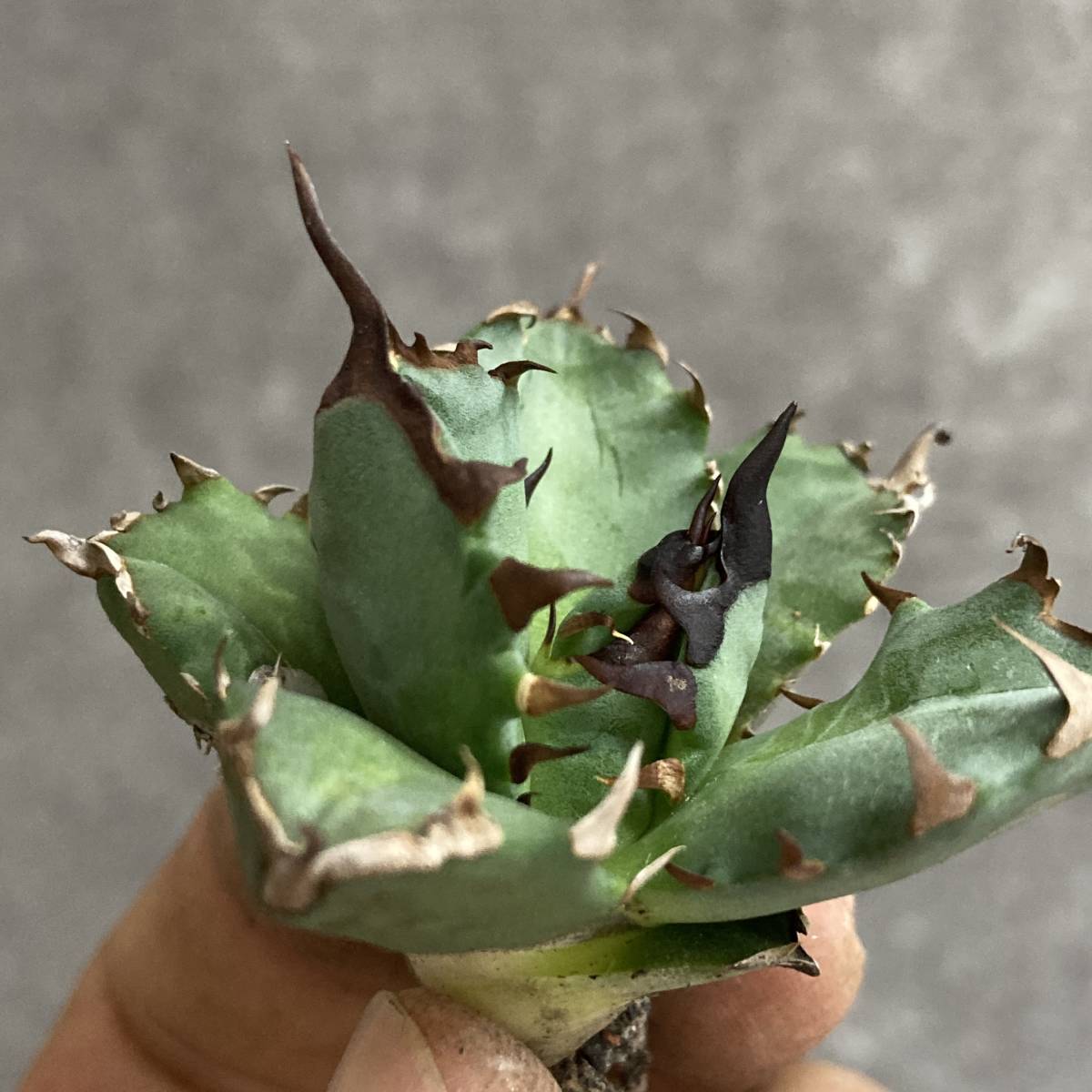 多肉植物 【特選】アガベ チタノタ姫厳竜強棘株発根済み 龍園觀】No