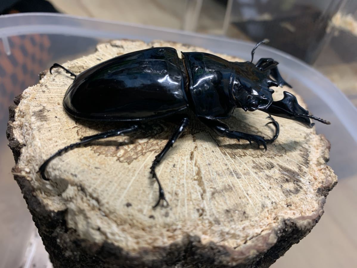 タランドゥスオオツヤクワガタ即ブリペア 【大型血統】タランドゥス タランドゥスオオツヤクワガタ即ブリペア 【大型血統】タランドゥス