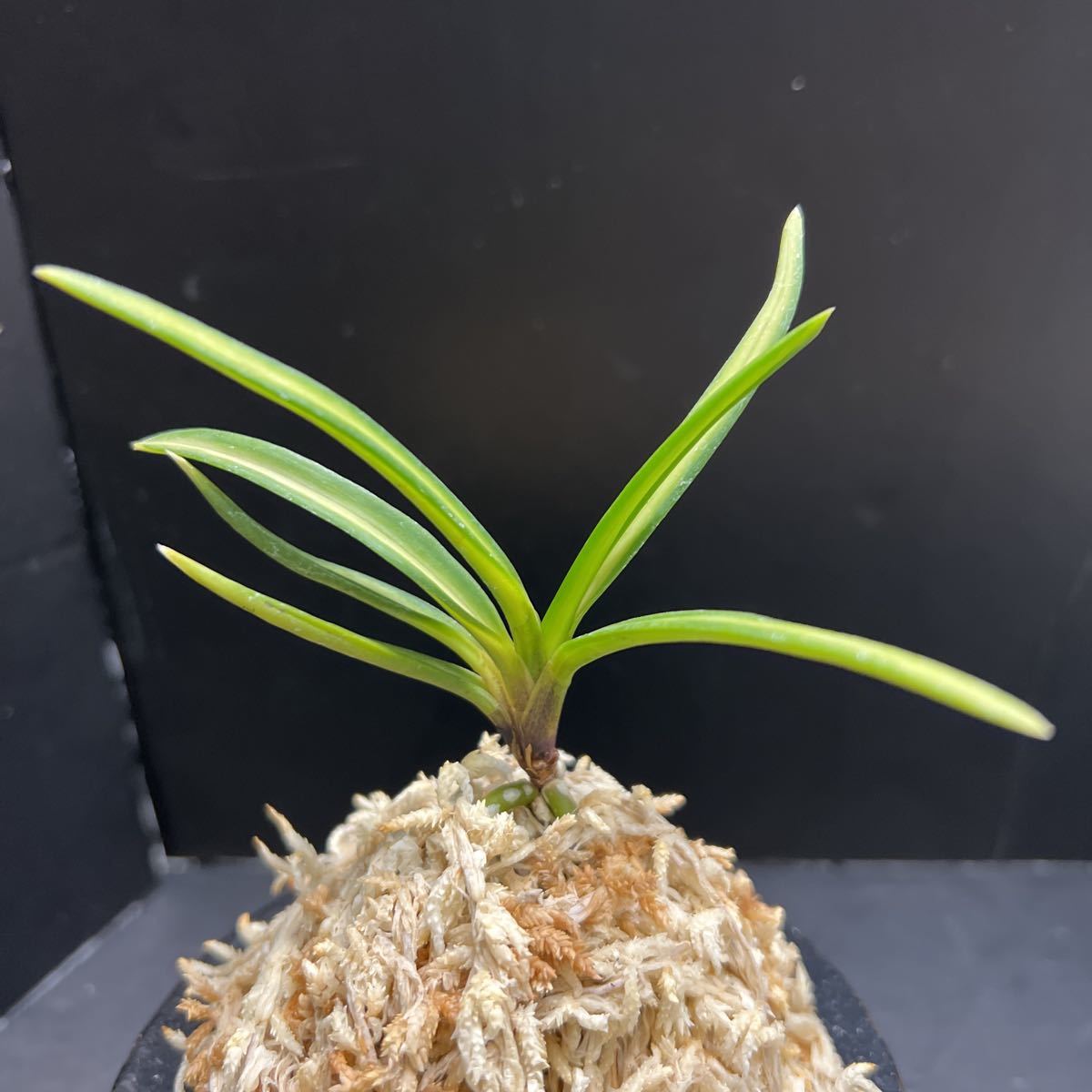 肥後牡丹」④ 人気 富貴蘭 風蘭 フウラン 山野草 山野草の石田精華園