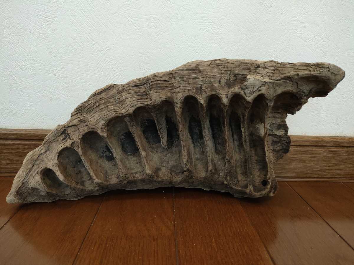 アクアリウム 天然流木 1点物 オブジェ アート 一点物の通販 流木