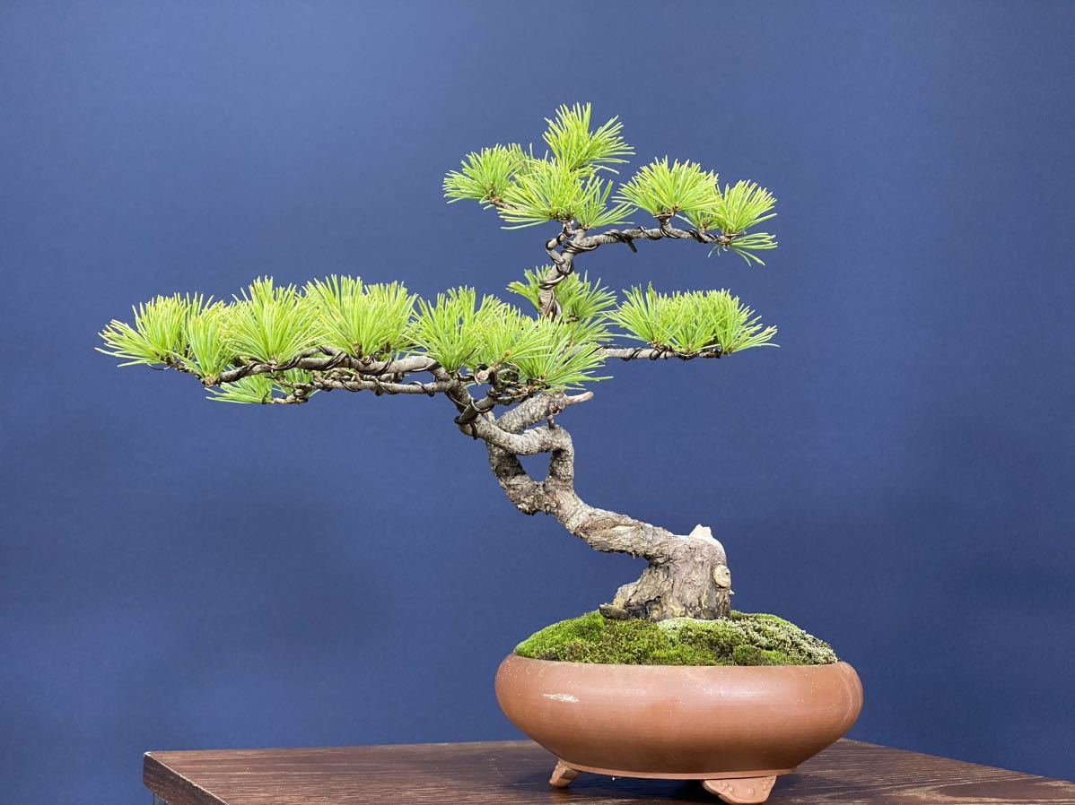 貴風盆栽五葉松 盆栽・五葉松・貴風サイズ