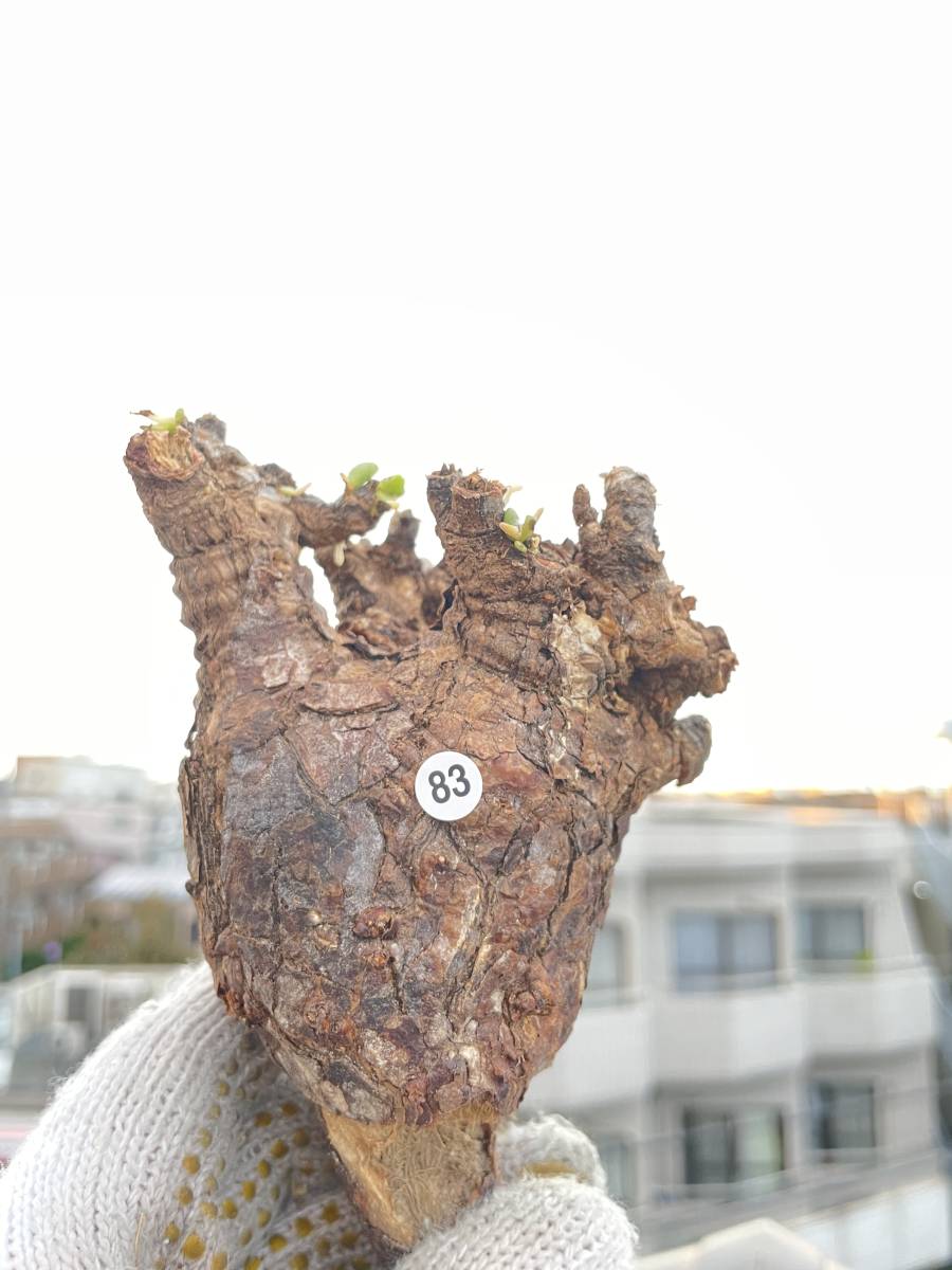 82 ケラリア ピグマエア Ceraria pygmaea 新鮮株 発根管理 塊根植物