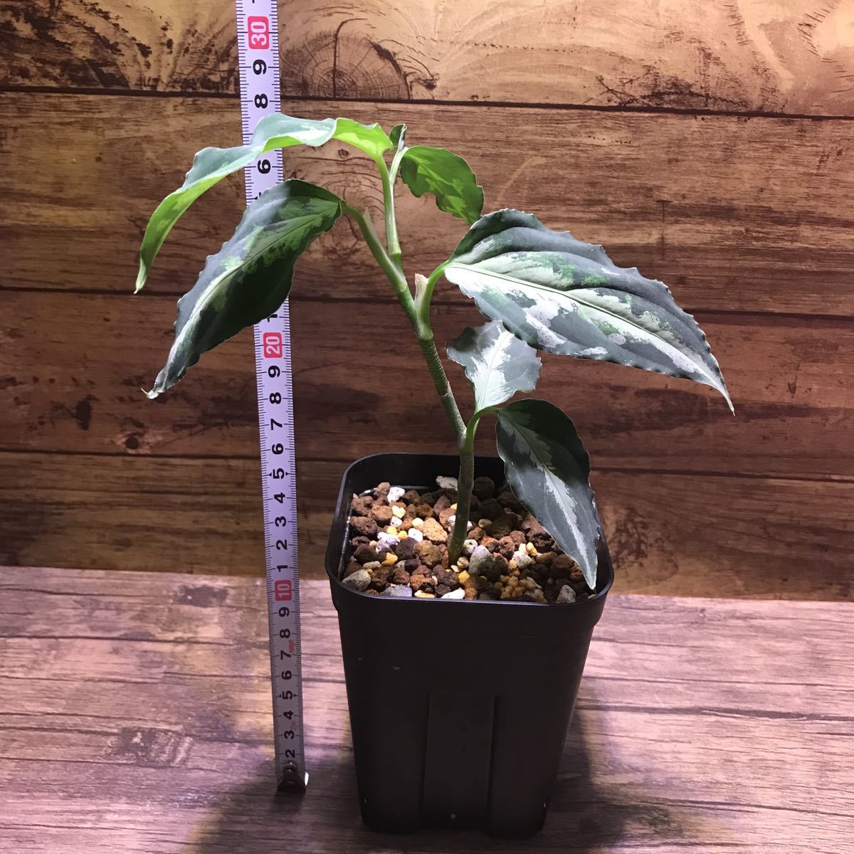 pictum アグラオネマ・ピクタム・マルチカラー・Aglaonema