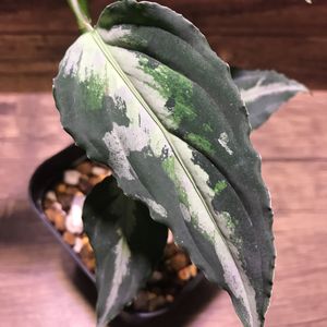 pictum アグラオネマ・ピクタム・マルチカラー・Aglaonema