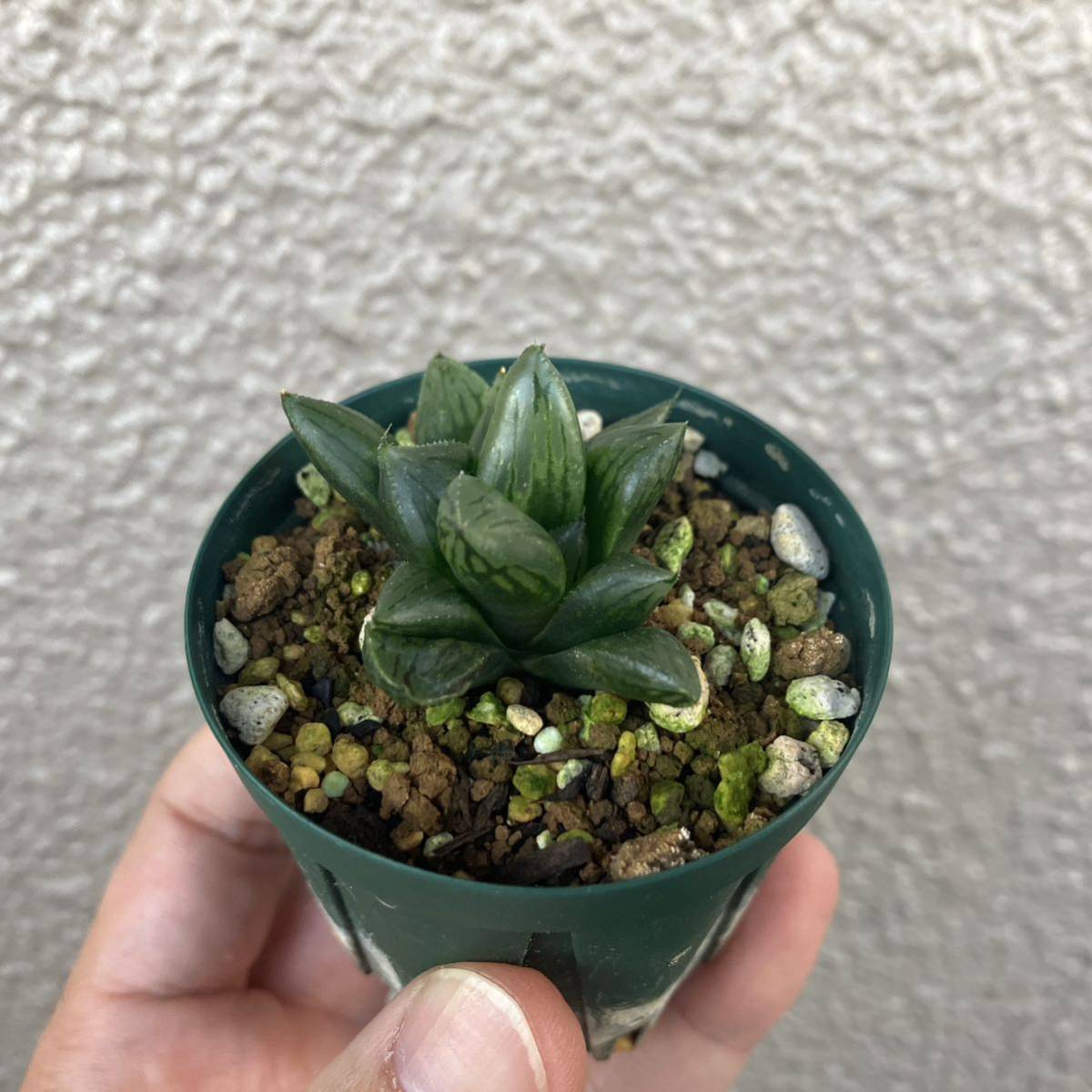 Haworthia ナイルの一滴 ご覧いただきありがとうございます 【公式通販】
