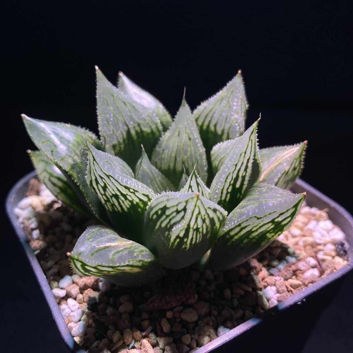 Haworthia ナイルの一滴 ご覧いただきありがとうございます 【公式通販】