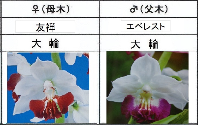 60えびね欄 408 友禅×エベレスト 2作以降初花見込み 未開花交配苗