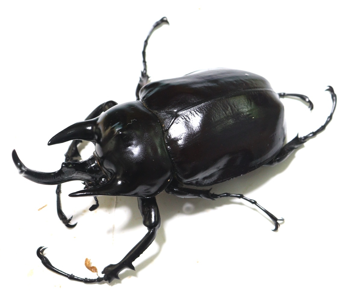 アクティオンゾウカブト（レックスゾウカブト）とは？飼育方法も