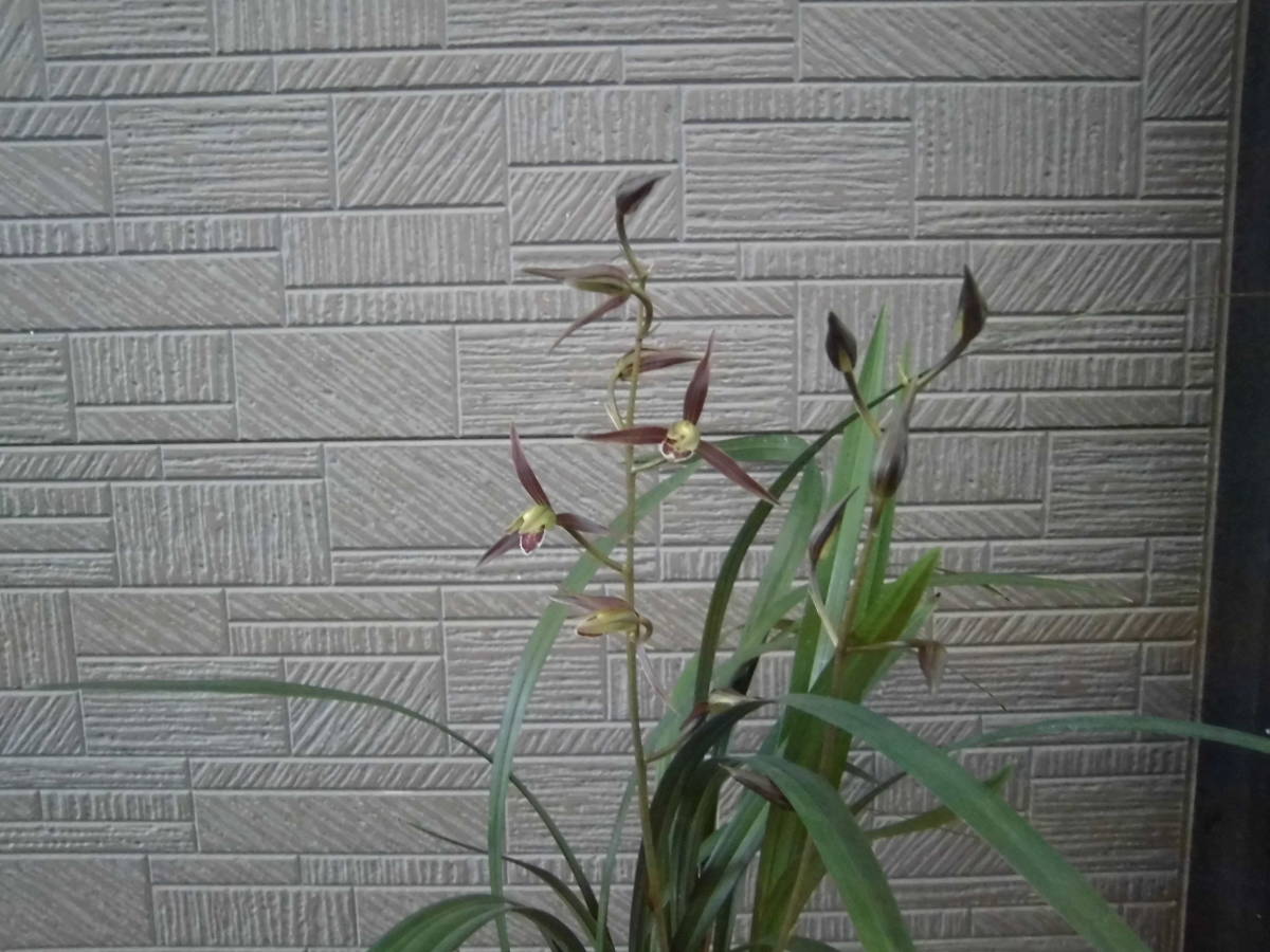 お得，新作登場 寒蘭 四国産銘品やなせ錦花芽付き(ラン)｜売買されたオークション情報、yahooの商品情報をアーカイブ公開 - オークファン ラン