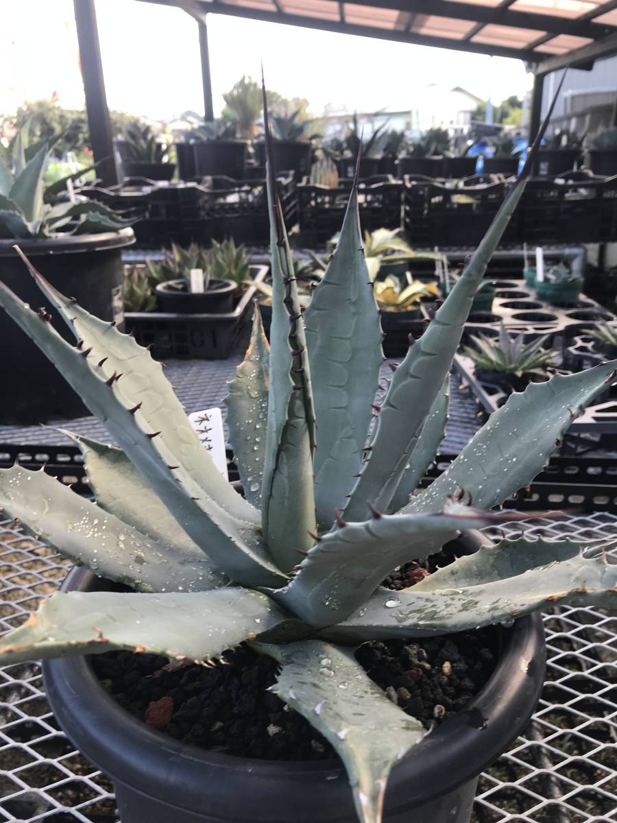 ネオメキシカーナ アガベ Agave parryi パリー neomexicana ssp. 種子