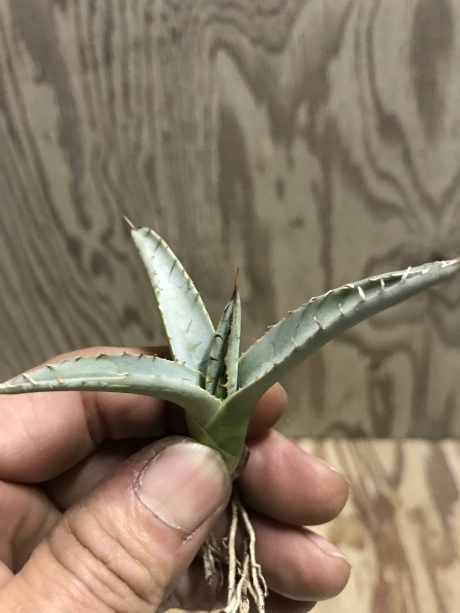 ネオメキシカーナ アガベ Agave parryi パリー neomexicana ssp. 種子