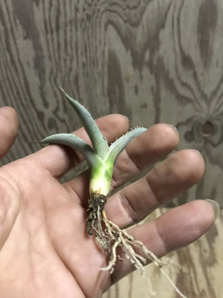 ネオメキシカーナ アガベ Agave parryi パリー neomexicana ssp. 種子