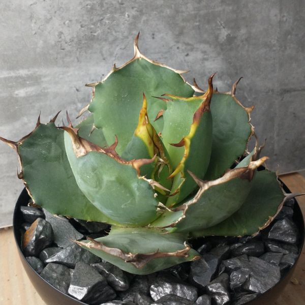agave-isthmensis-kabutogani-v0-xoga76z07n4h1