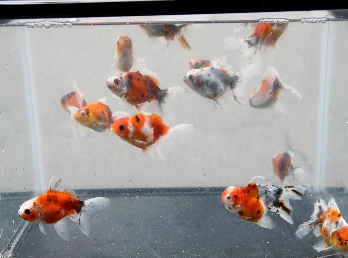 東錦当歳10匹セット